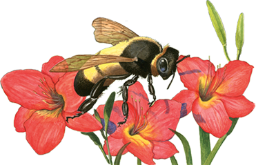 Busy-Bumble-Bee-w-Flowers (2)