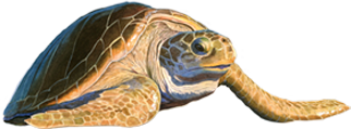 mr-loggerhead-turtle